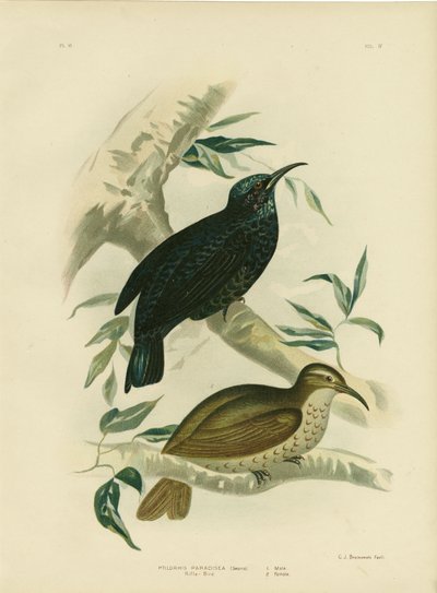 Geweer-vogel, 1891 door Gracius Broinowski